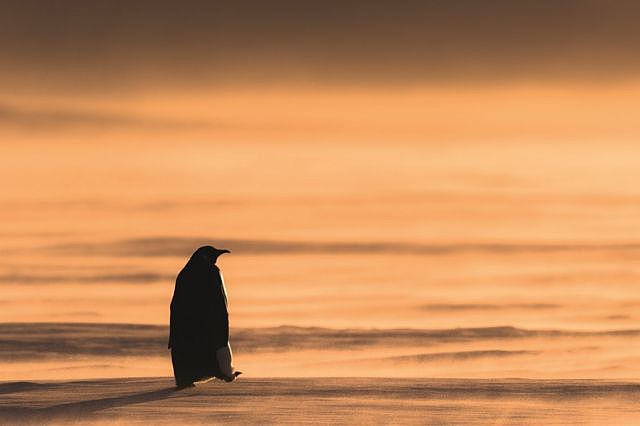 A lone penguin walks on ice during a sunset