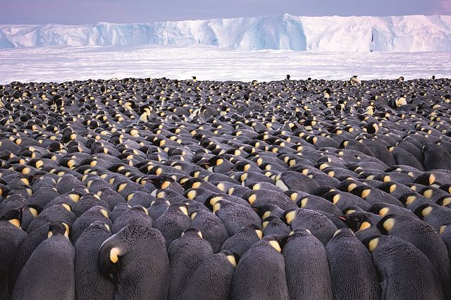 A large huddle of hundreds of penguins