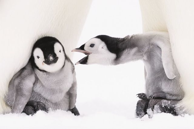 One baby penguin reaches out to another as they huddle at the feet of their parent