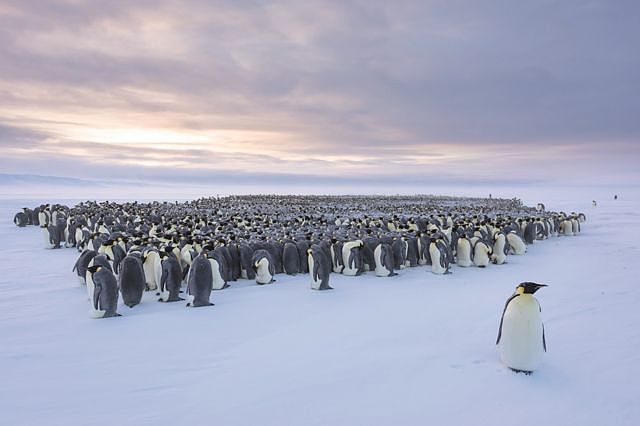 A huddle of penguins with one walking away from the group