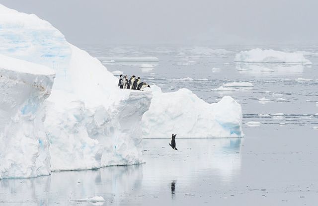 Penguins stand on the edge of an iceberg and one jumps in