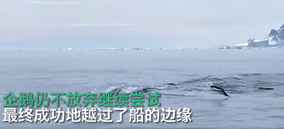 企鹅为逃脱虎鲸捕食跳上游船，全程高能！网友：求生欲太强了（视频/组图） - 1