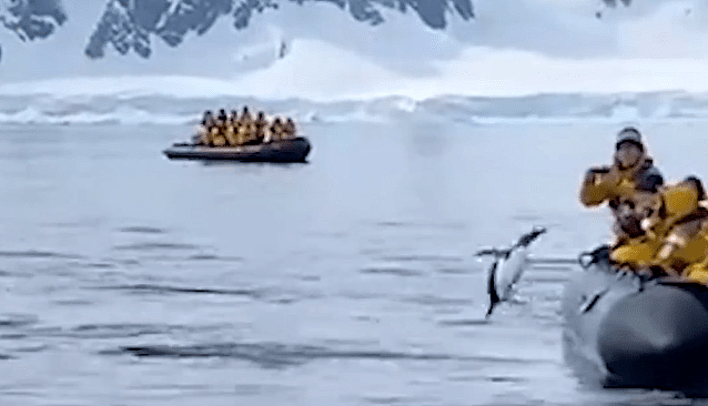 企鹅为逃脱虎鲸捕食跳上游船，全程高能！网友：求生欲太强了（视频/组图） - 3