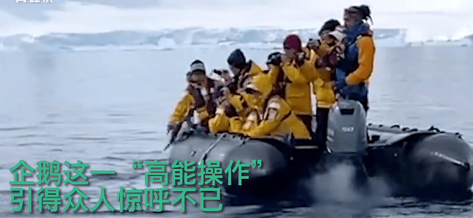 企鹅为逃脱虎鲸捕食跳上游船，全程高能！网友：求生欲太强了（视频/组图） - 2