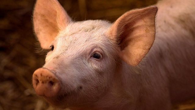 中国农场使用猪脸识别技术