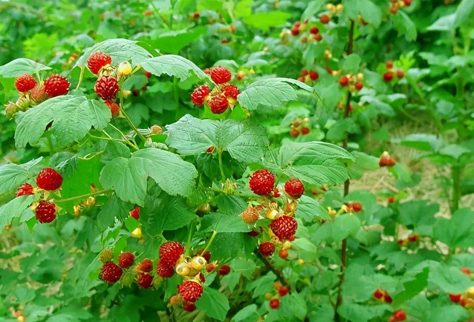 一颗60元，白色草莓出圈背后：网红水果的套路，骗惨这届年轻人