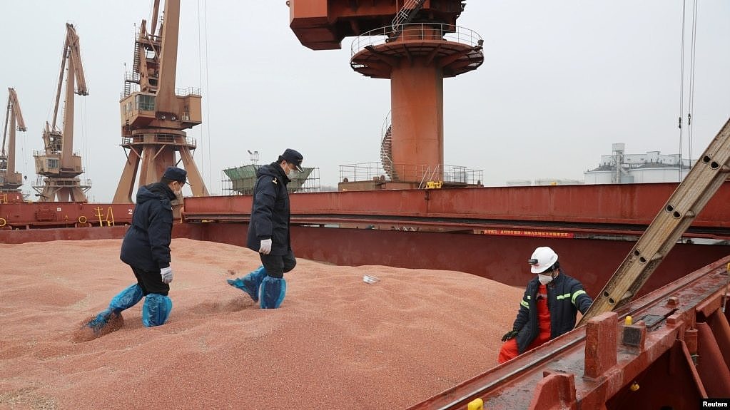 资料照片:中国江苏南通港的海关官员在检查美国运来的高粱。（2020年2月11日）