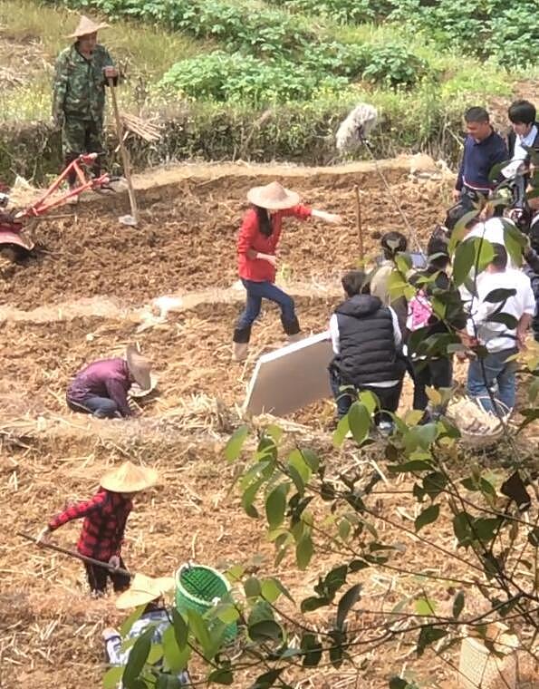 赵丽颖下地干农活，徒手扒泥土，拿锄头扒土姿势熟练，累的满头大汗（组图） - 5