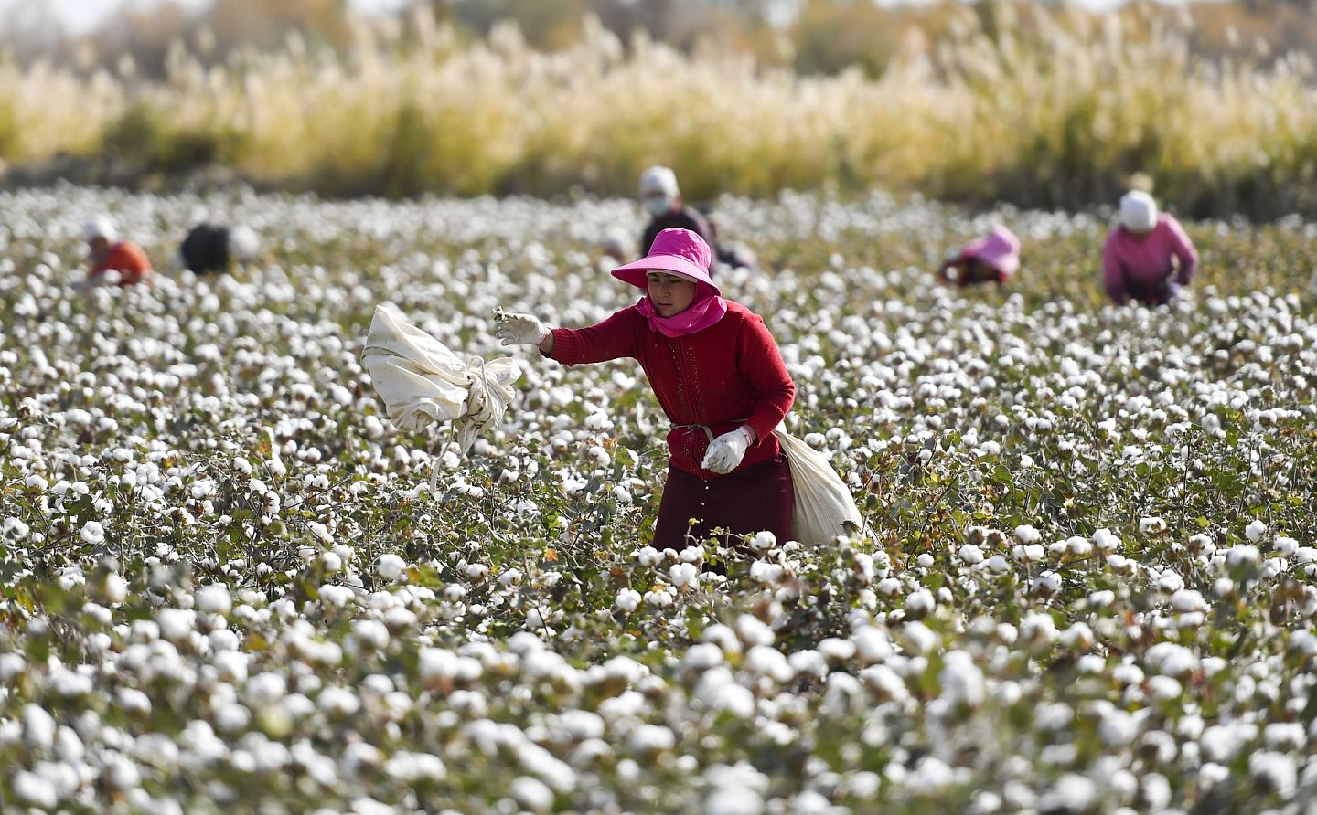 新疆生产建设兵团的棉花和棉花产品是中国最大生产商之一。（新华社）