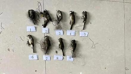 湖南农妇为保油菜挂丝网，捕获22只鸟被刑拘，家人：从没听说不能挂网（组图） - 1