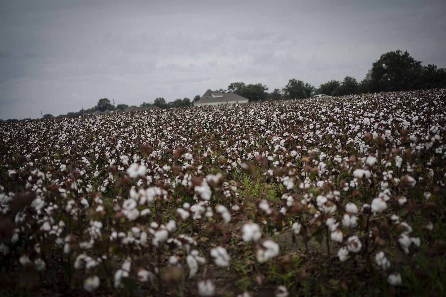 美国南方自美国建国以来就是棉业的主要产区，此前靠黑奴、白奴（欧洲契约工人）开垦采摘的棉田，而今依然繁盛。（美联社）