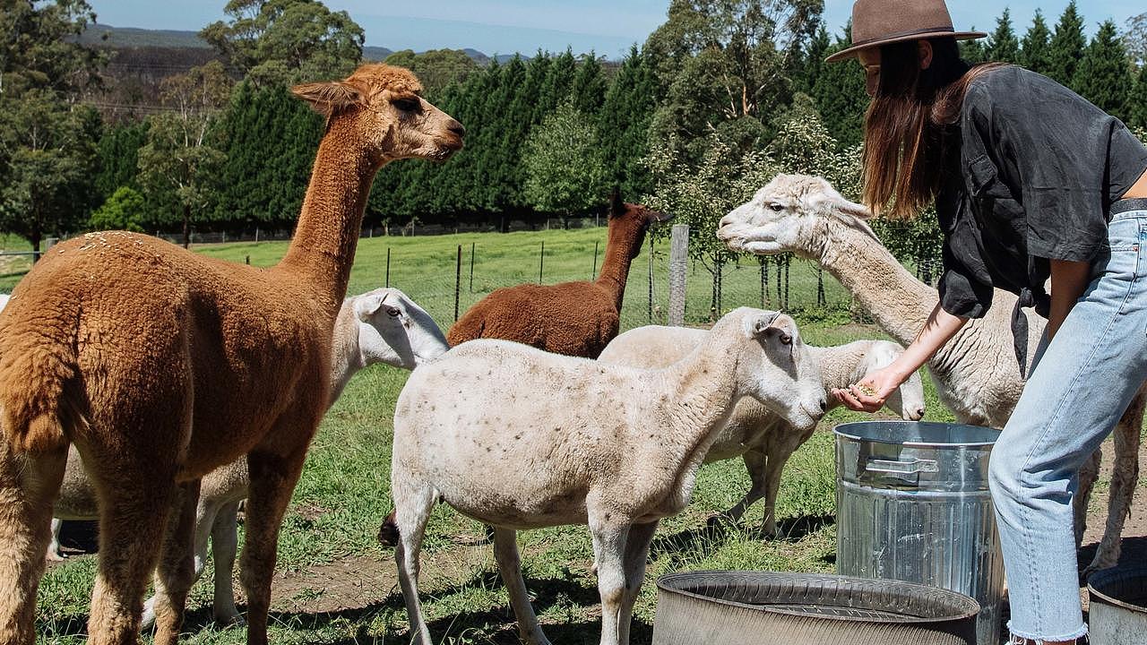 A woman meeting the resident alpacas at the Bilpin Cider farm in Bilpin.
