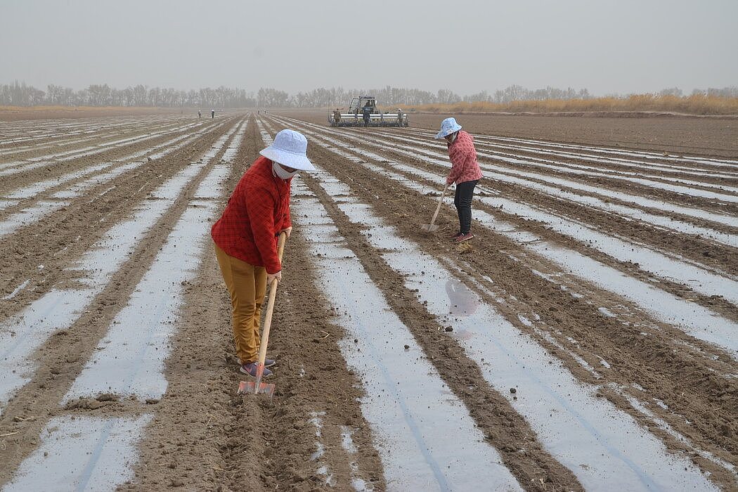 上周，新疆阿拉尔棉田的工人们在劳作。