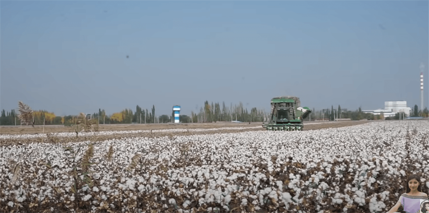 在中国新疆某棉花基地，远处的机器正在采棉。（YouTube@安妮古丽）