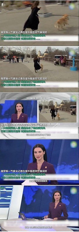 美女记者直播时被狗抢走话筒，现场上演追狗大战（视频/组图） - 2