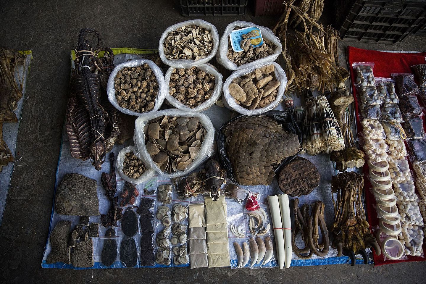 勐拉是亚洲最大濒临危机野生动物市场之一。(Getty)