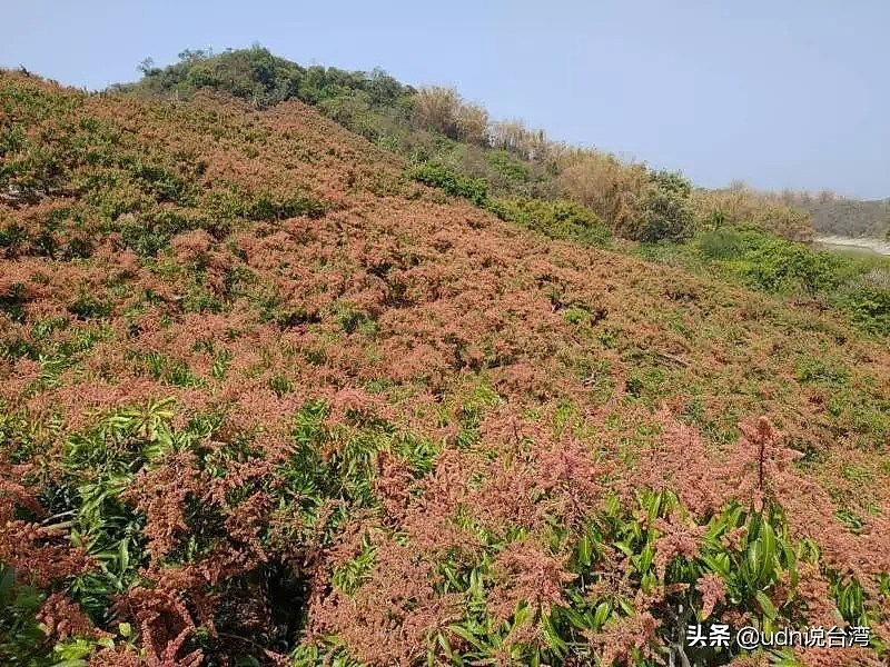 台湾来不及强化农业干旱因应措施 灾损已达3亿4211万