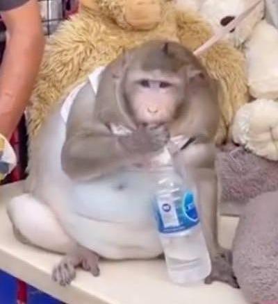 这只猕猴重达20公斤。 （影片截图）