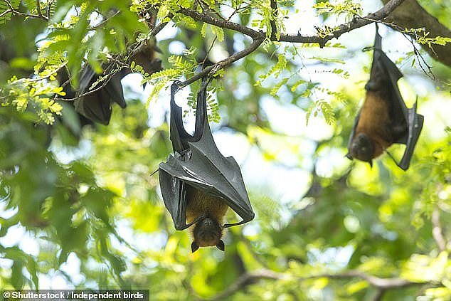 南澳蝙蝠被发现携带致命病毒！卫生厅警告：千万别碰，曾有人“中招”（组图） - 3