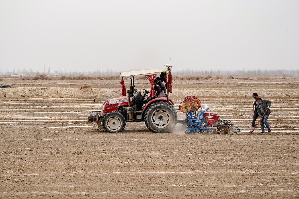 上个月，农民在新疆地区播种棉籽，新疆占中国棉花来源的85％。