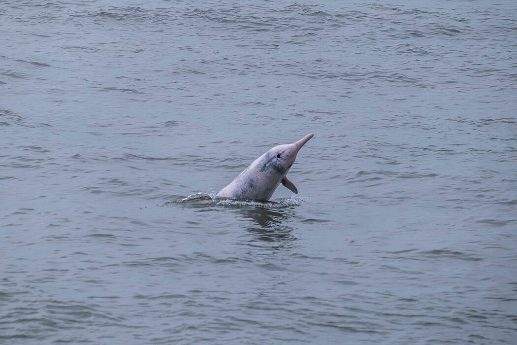 上个月，一只粉红色的中华白海豚出现在香港附近水域。