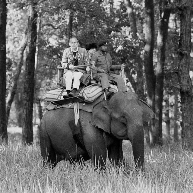Philip sits atop an elephant while visiting the Kanha Game Reserve today during his ten day tour of India with the Queen