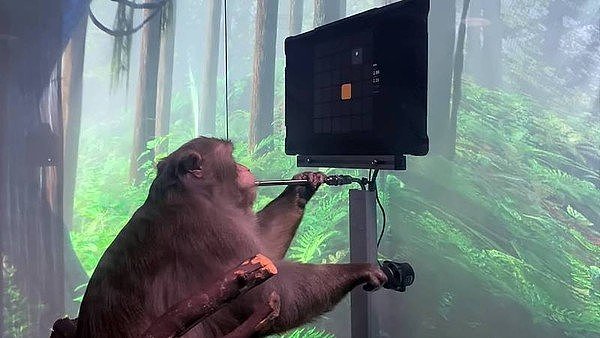 ▲▼猴子用「脑波玩电动」的画面在今（9日）曝光。 （图／翻摄自YouTube／Neuralink）