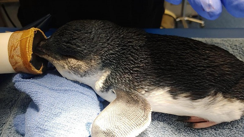 维州小企鹅饱受恶劣天气折磨，当局呼吁民众去海滩帮助它们（组图） - 3