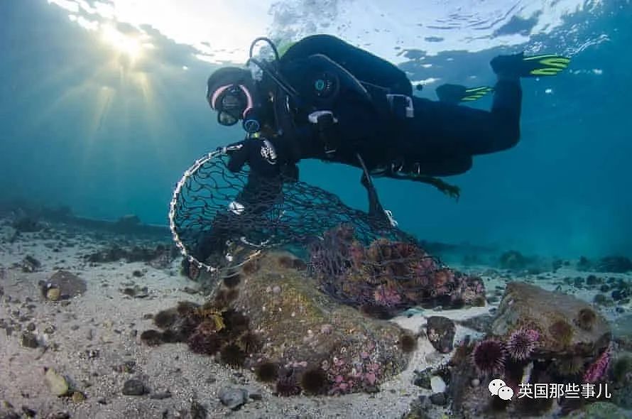 美国海胆6年泛滥10000倍吞噬海藻森林，科学家急疯：都给我吃啊