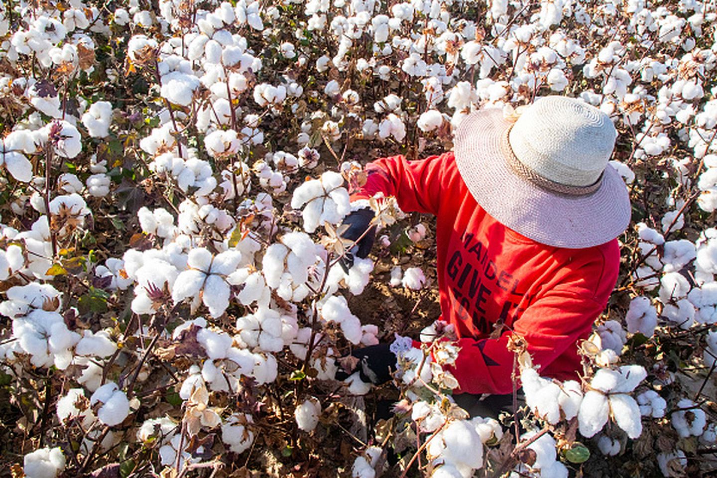 2020年10月10日，一名来自中国内地的季节性劳工在新疆哈密地区进行棉花采摘作业。（Getty Images）