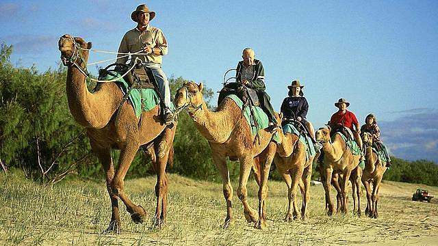 为消灭澳洲120万头骆驼，人类在驼群安插“叛徒”，4年消灭16万（组图） - 4