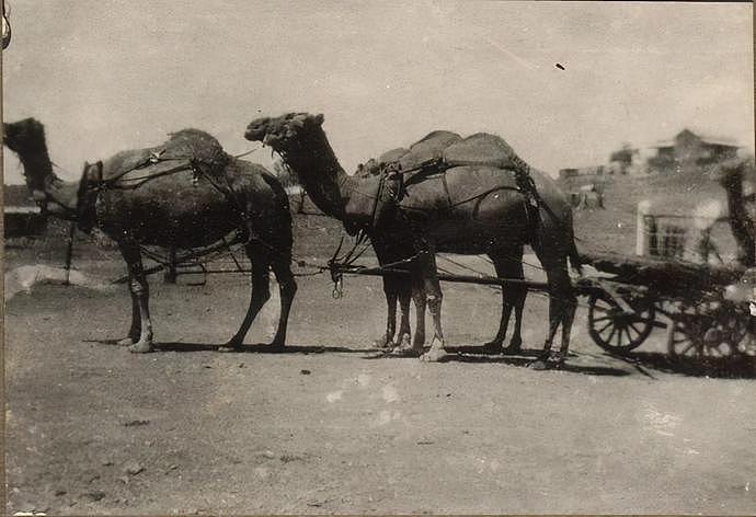 为消灭澳洲120万头骆驼，人类在驼群安插“叛徒”，4年消灭16万（组图） - 5
