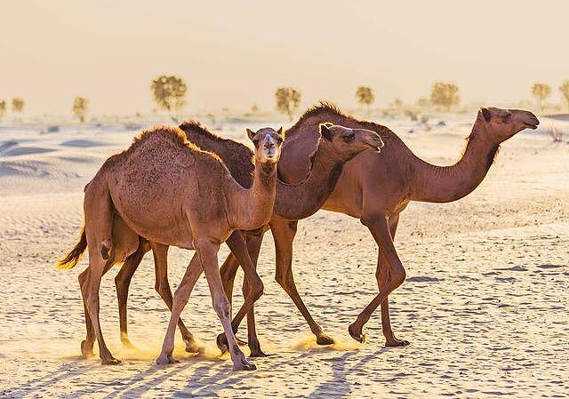 为消灭澳洲120万头骆驼，人类在驼群安插“叛徒”，4年消灭16万（组图） - 7