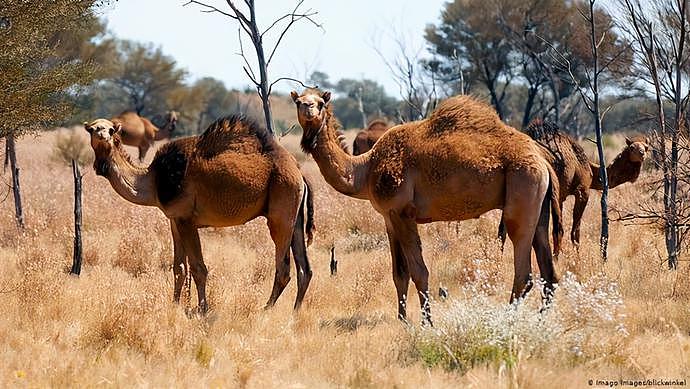 为消灭澳洲120万头骆驼，人类在驼群安插“叛徒”，4年消灭16万（组图） - 10