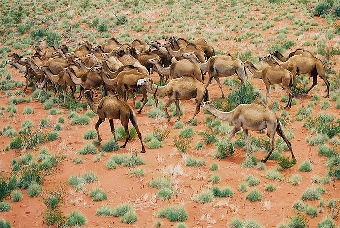 为消灭澳洲120万头骆驼，人类在驼群安插“叛徒”，4年消灭16万（组图） - 11