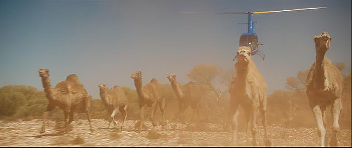 为消灭澳洲120万头骆驼，人类在驼群安插“叛徒”，4年消灭16万（组图） - 12