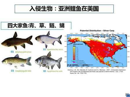 人鱼大战60年惨败，肥如猪的亚洲鲤鱼挺进美国五大湖（组图） - 6