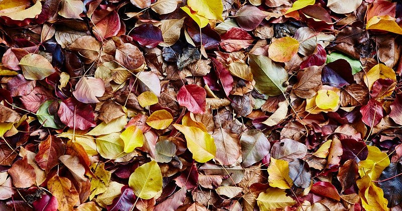 autumn-leaves-melbourne.jpg,0