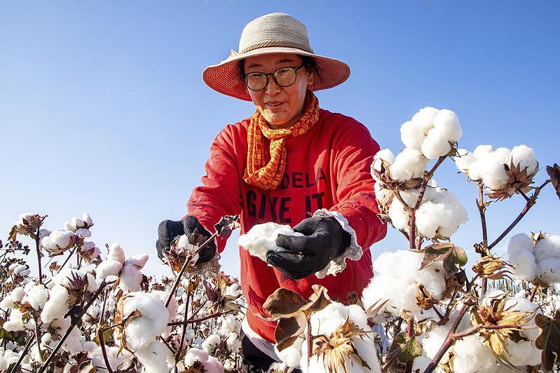 中国棉花业已启动「未来棉花」计画，试图建立中国版的「良好棉花发展协会」，制定中国自己的棉花行业标准。 (美联社)
