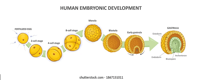 存活20天后，那个人和猴子共同“孕育”的胚胎，被迫结束了生命（组图） - 4