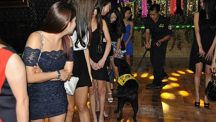 泰国警察突击夜店，警犬表现让人尴尬不已 网友：都严肃点，我在工作呢（组图） - 1