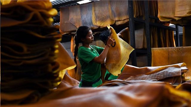 全世界大多数天然橡胶产于东南亚，由于价格太低一些橡胶种植农已放弃种植。(Credit: Jonathan Klein/Getty Images)