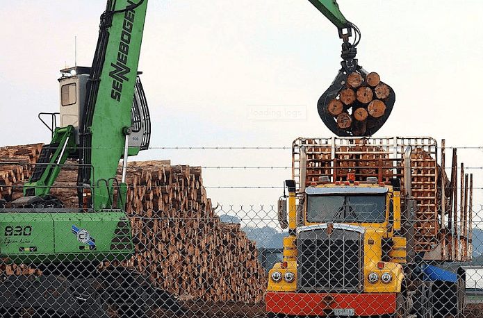 澳对华原木出口禁令无松动迹象，林业协会：没有任何进展（图） - 5
