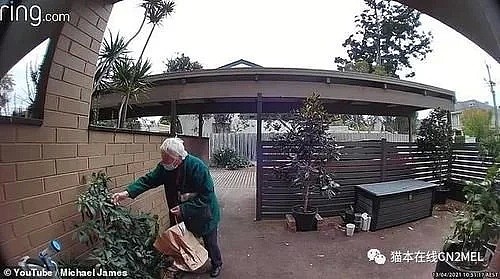 啥都要偷？澳洲一大妈民宅前院偷采辣椒，被女主人当场抓包（图） - 2