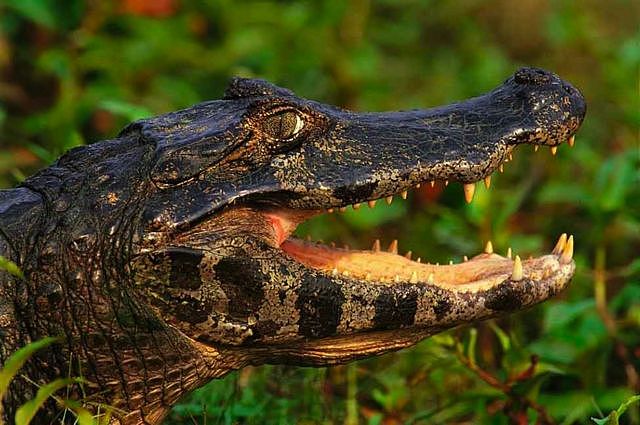 A crocodile with its mouth open