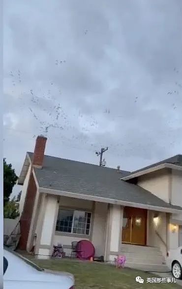 上千只小鸟顺着烟囱飞进家里！这是恐怖片成真啊