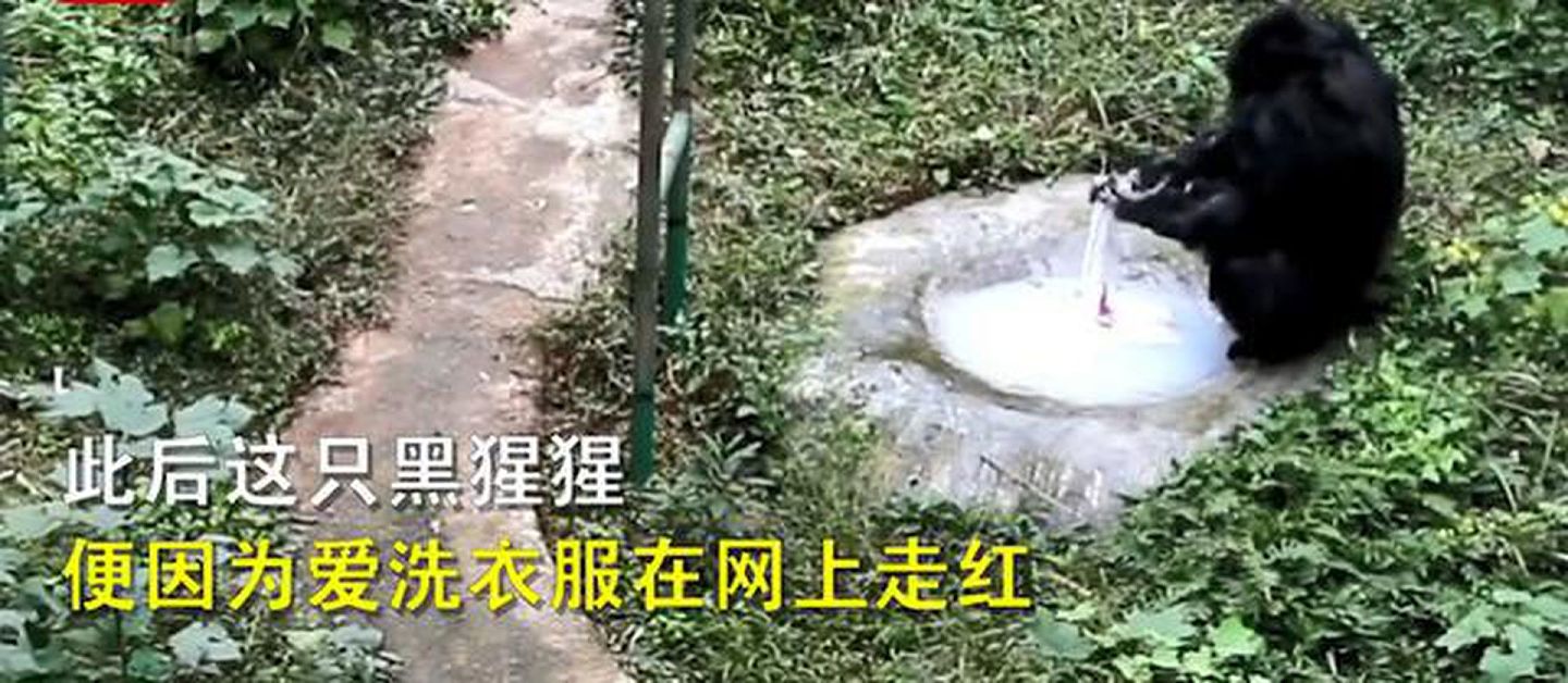 黑猩猩因为爱洗衣服而被动物园评为“动物界劳模”。（影片截图）