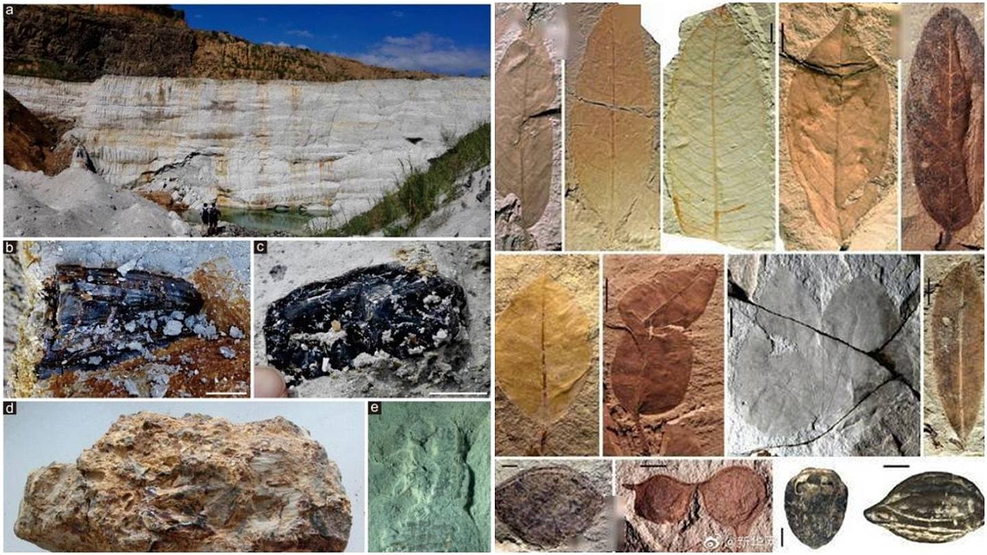 福建发现热带化石库：2万多枚含虫琥珀跻身世界四大琥珀生物群（组图） - 1