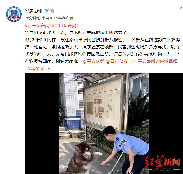 谁家阿拉斯加犬丢啦？警察蜀黍喊话寻主人：食量惊人，我们养不起啊