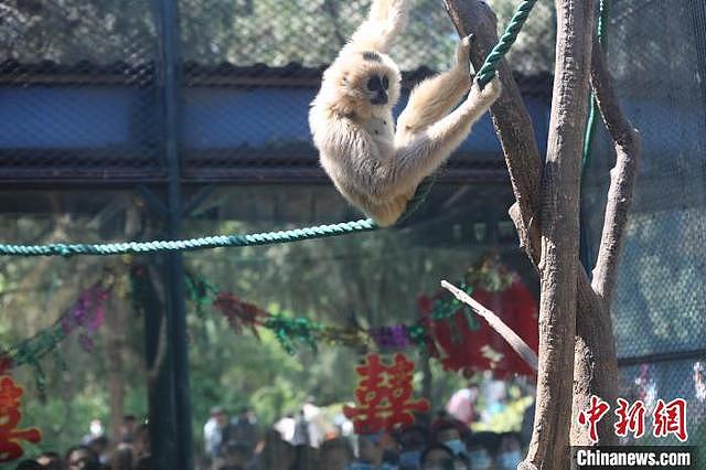 济南动物园里的别样“婚礼”，一对白颊长臂猿“喜结连理”（组图） - 5